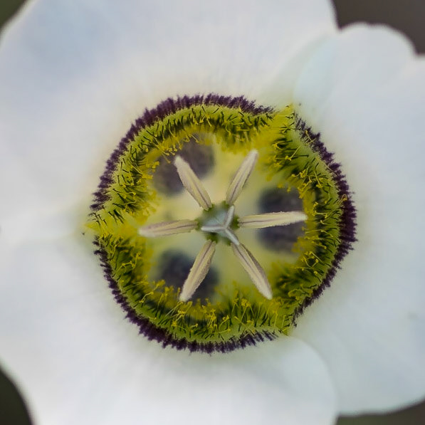 Rocky Mountain Wildflower - Mariposa Lily - Rocky Mountain National Park