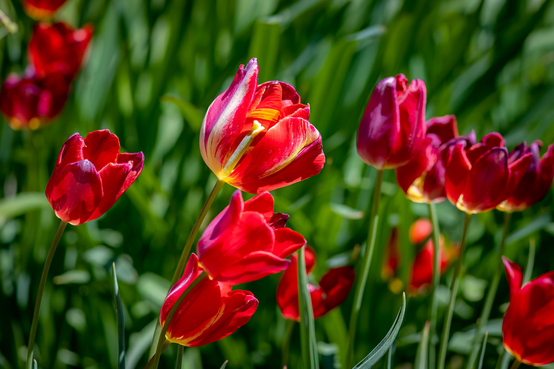 Longing For Spring - Beautiful tulips captured at the Missouri Botanical Garden