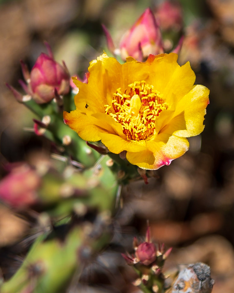 Cactus Flower - Captured at the Montezuma Castle National Monument