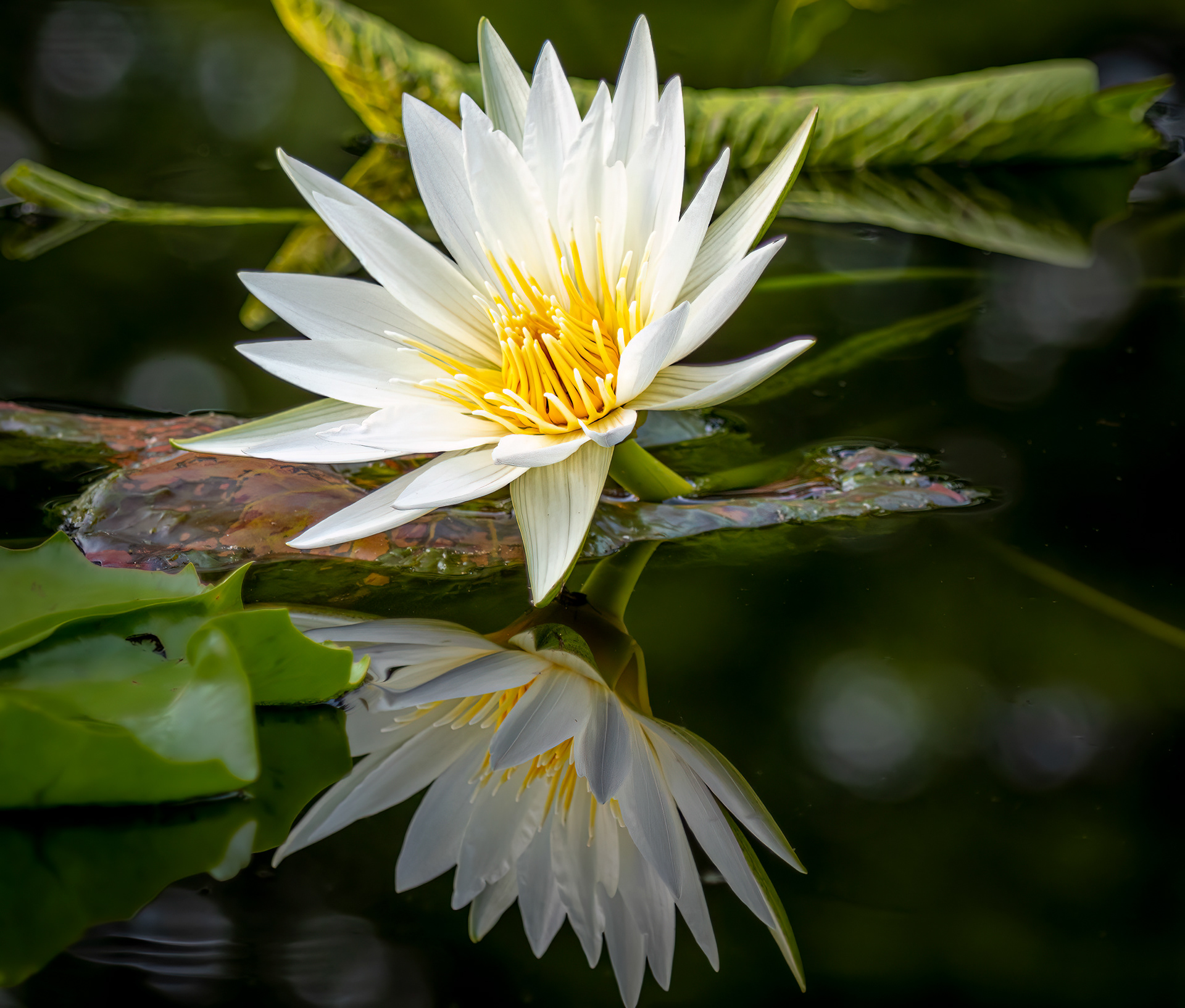 White Lotus Reflection
