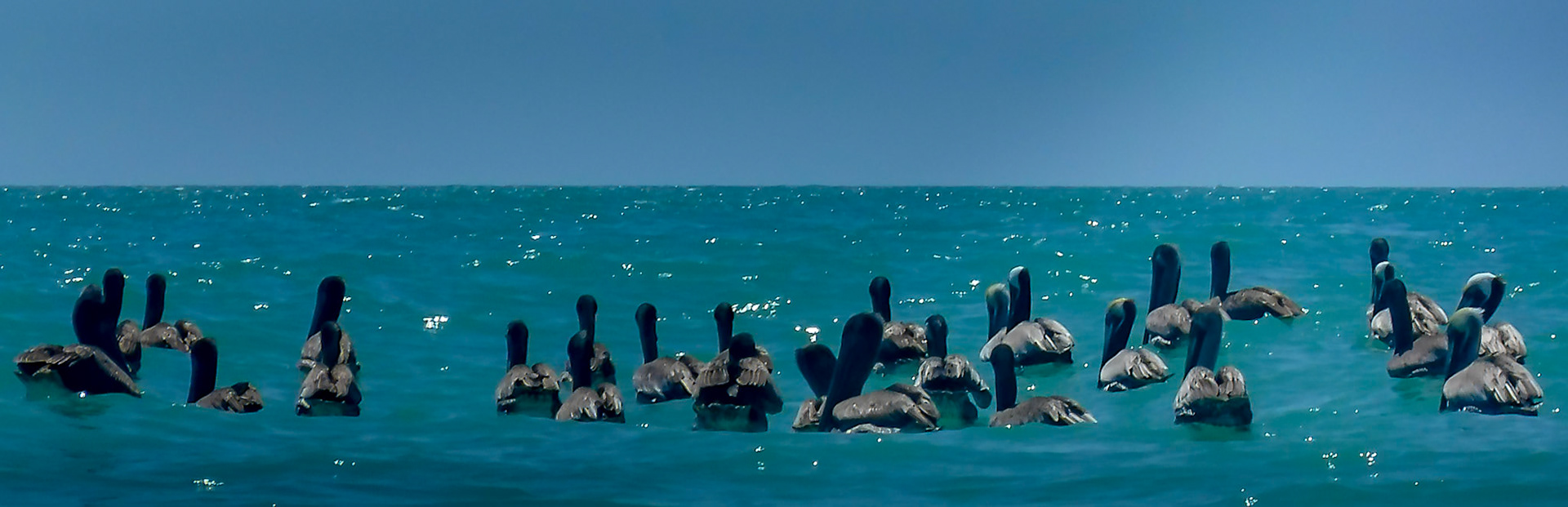 Loafing Pod of Pelicans