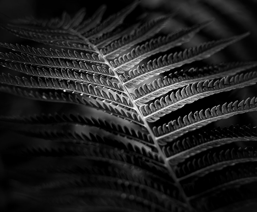 Fern in B&amp;W - Captured at the Shaw Nature Reserve