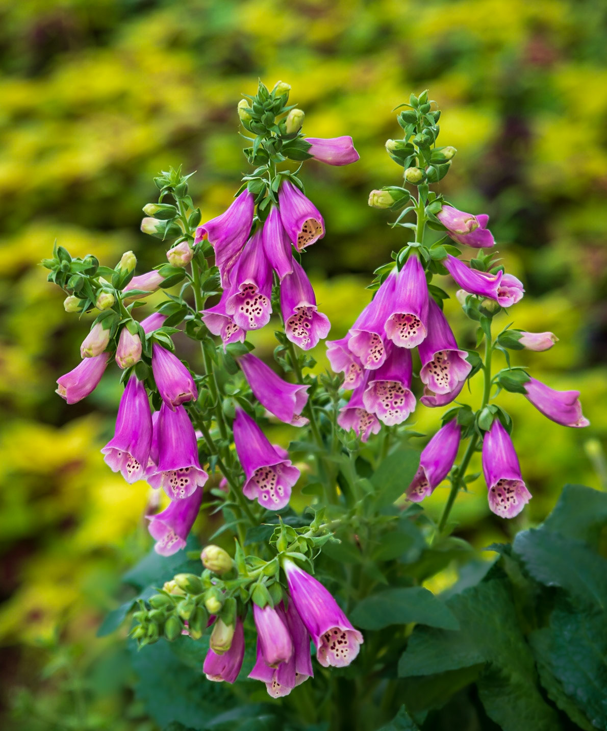 Blooms of Colors - Beautiful Foxgloves captured at the Dallas Arboretum and Botanical Garden