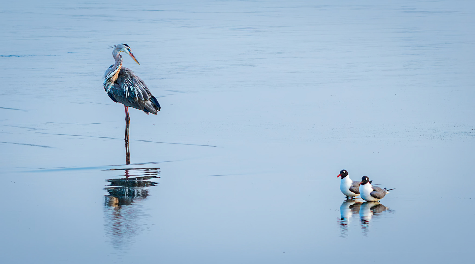 Great Blue Heron and Laughing Gulls Chillin' At Sunset