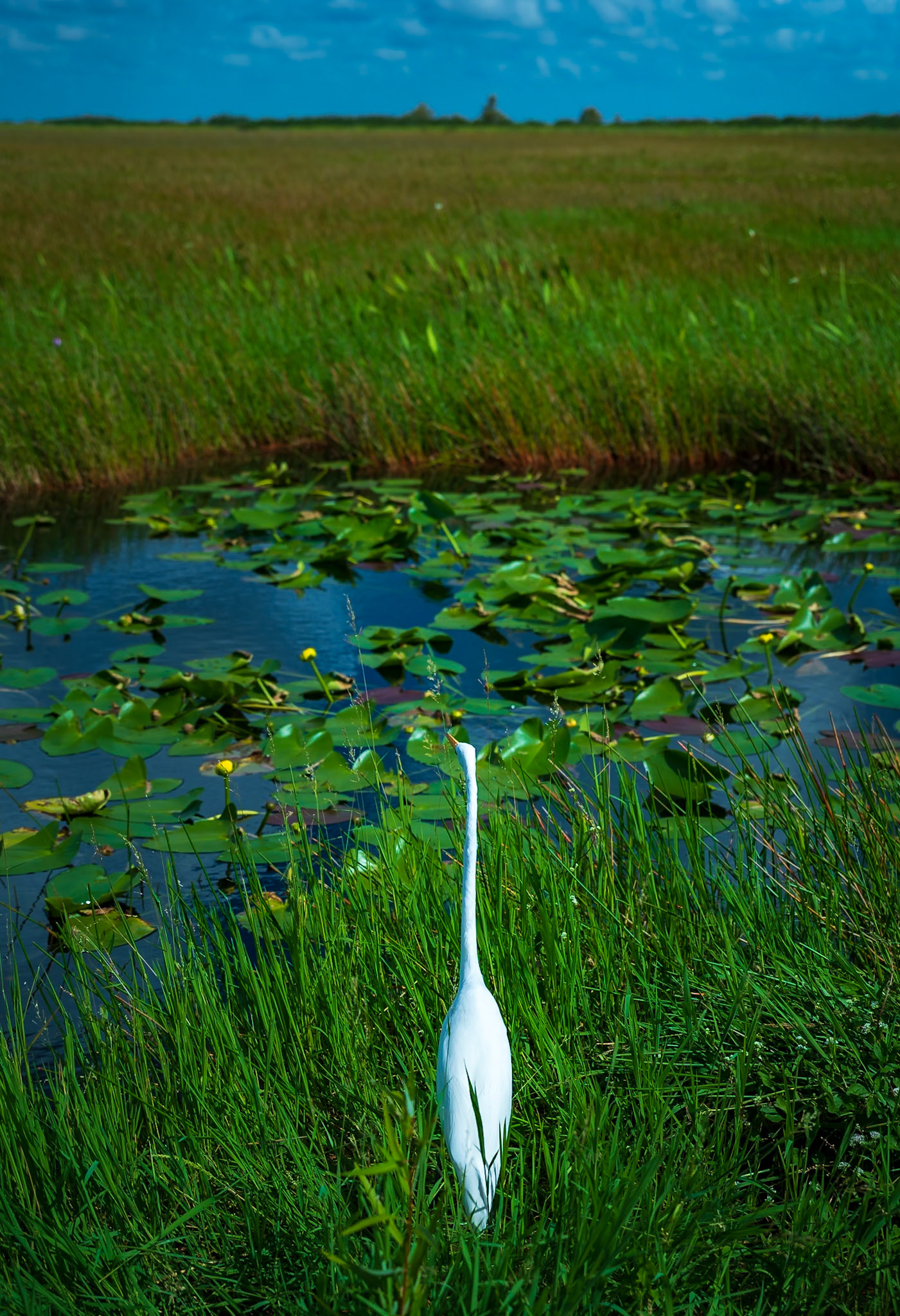 Egret Ever Vigilant - Everglades National Park