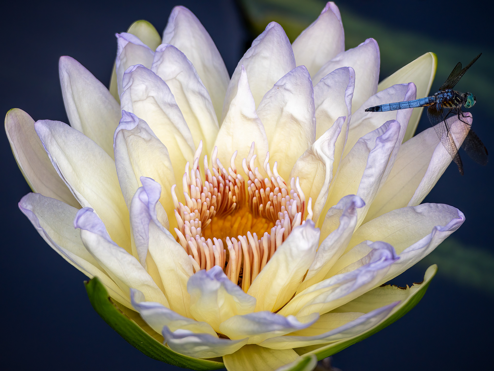 Soft Beauty and Detail of the White Lotus