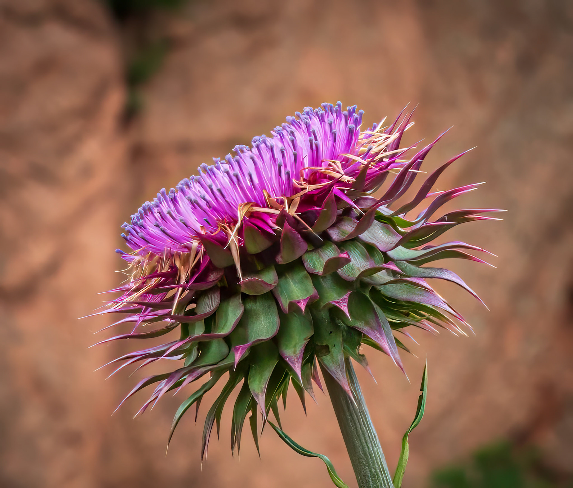 Prickly and Beautiful - Thistle Flower captured at the Garden of the Gods