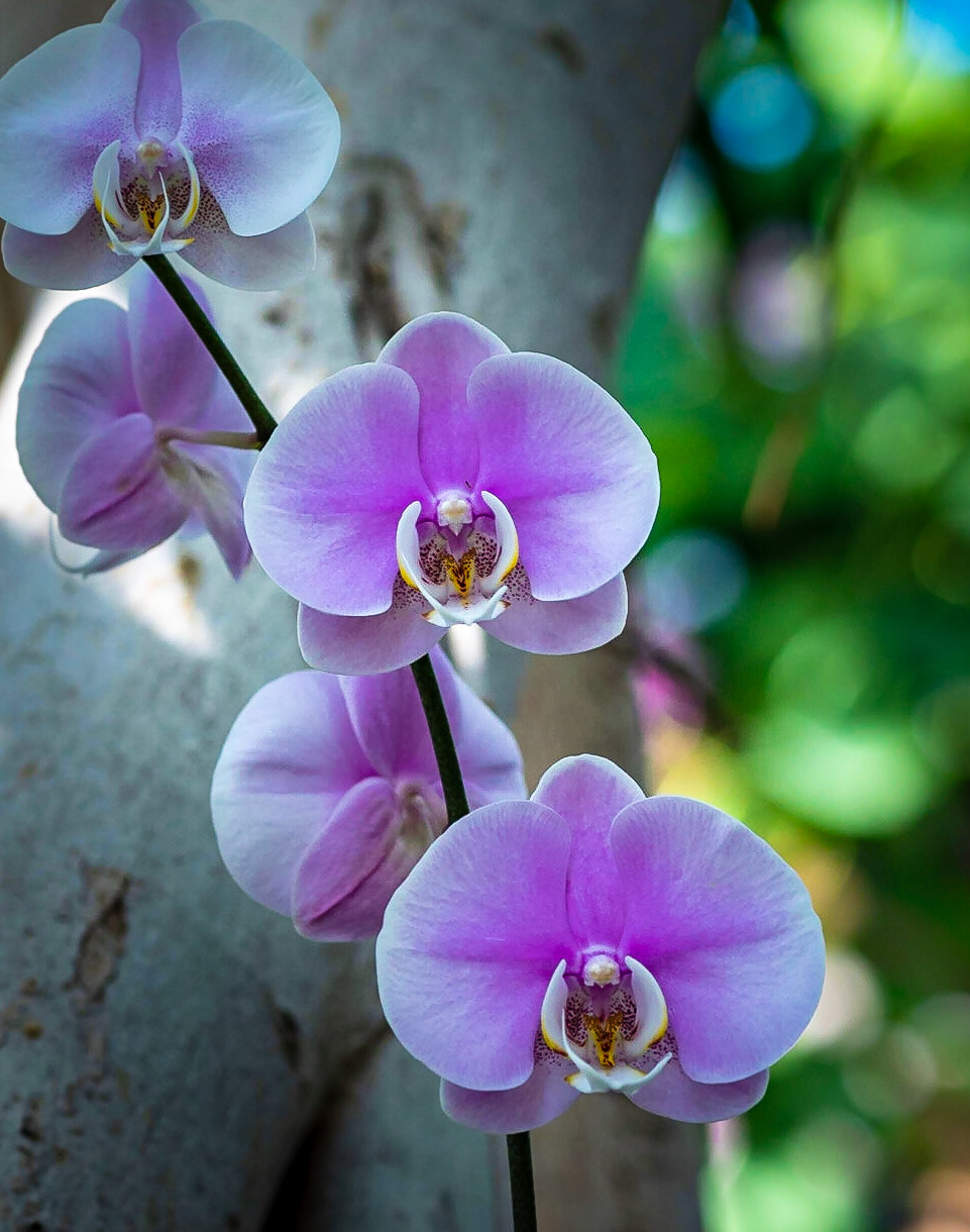 Purple Orchids - Captured in the Butterfly House