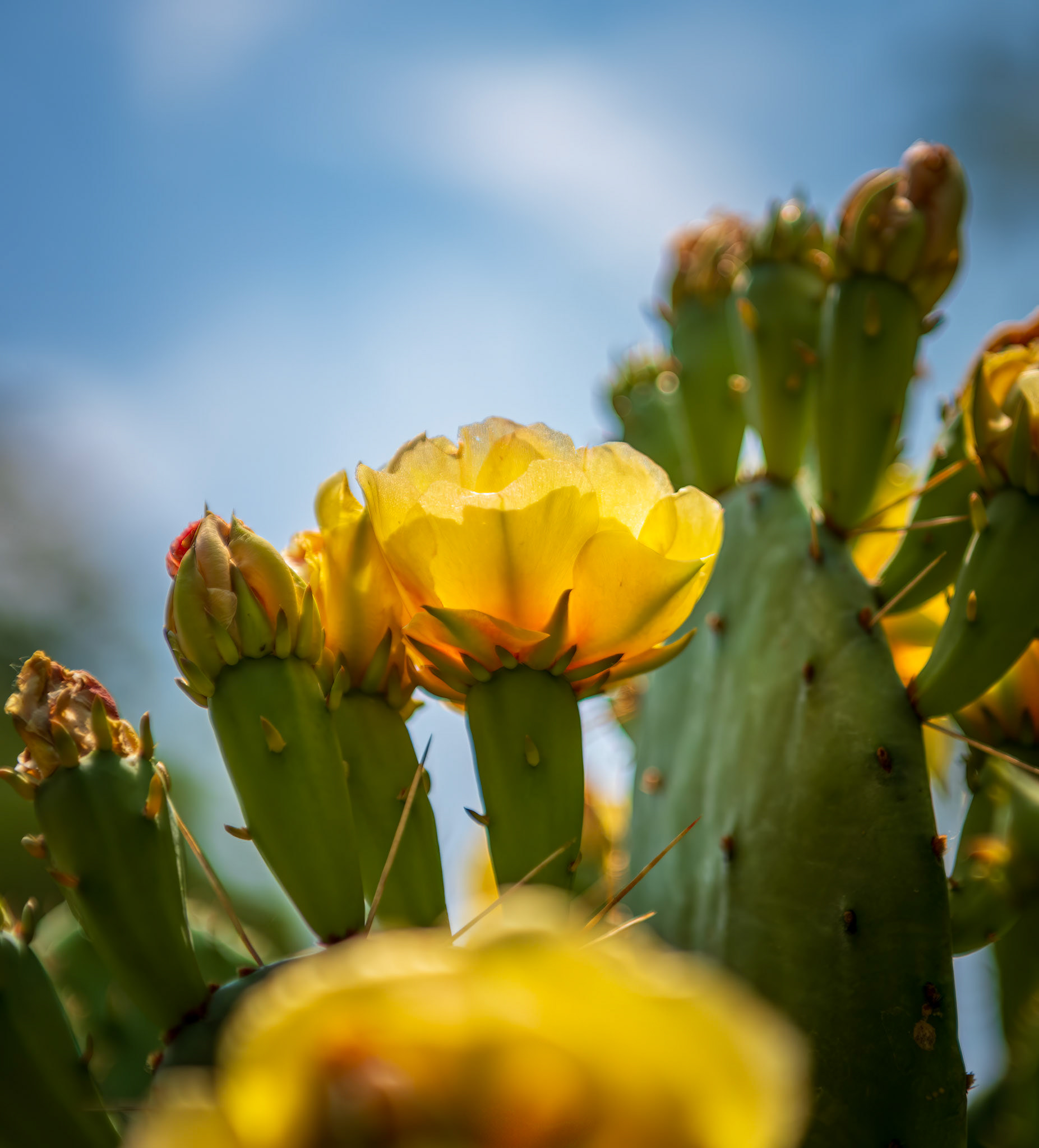 Illusion of Luminescence - The sun shining through the radiant Prickly Pear Cactus aka Indian Fig or Devil's Tongue.