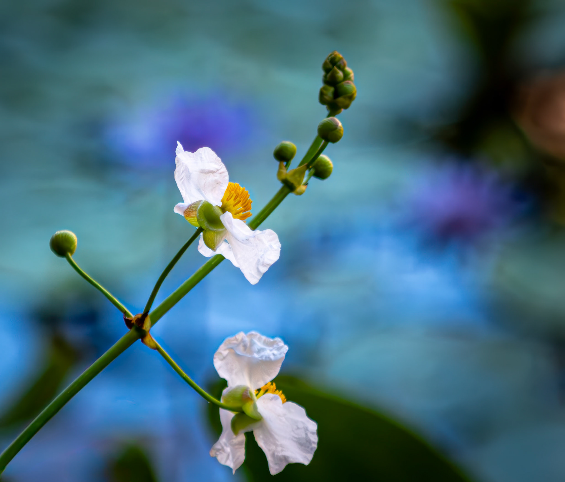 Nature's Palette - Beautiful Broadleaf Arrowhead flowers against a dreamy bokeh background of water lilies.  Captured at Mote Aquarium in Sarasota Florida.