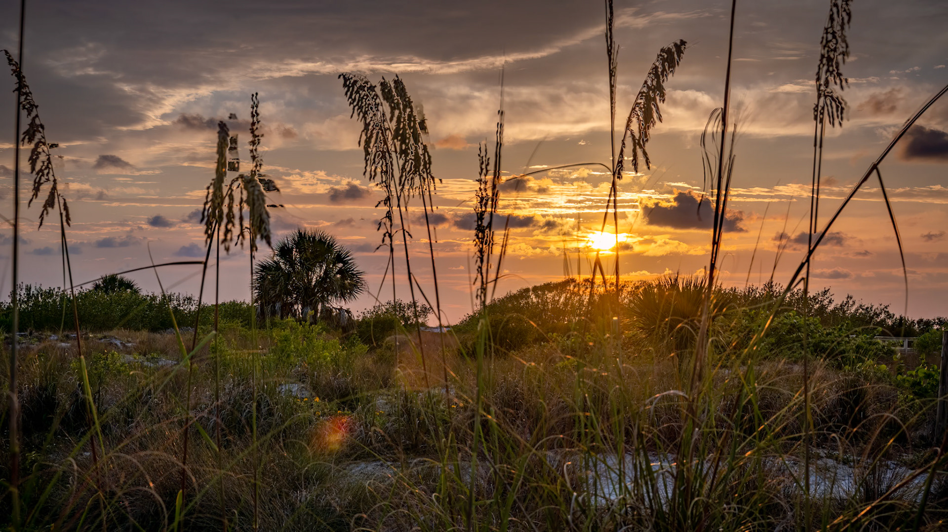 Seaside Serenity - Through the grasses and dunes on Siesta Key Beach