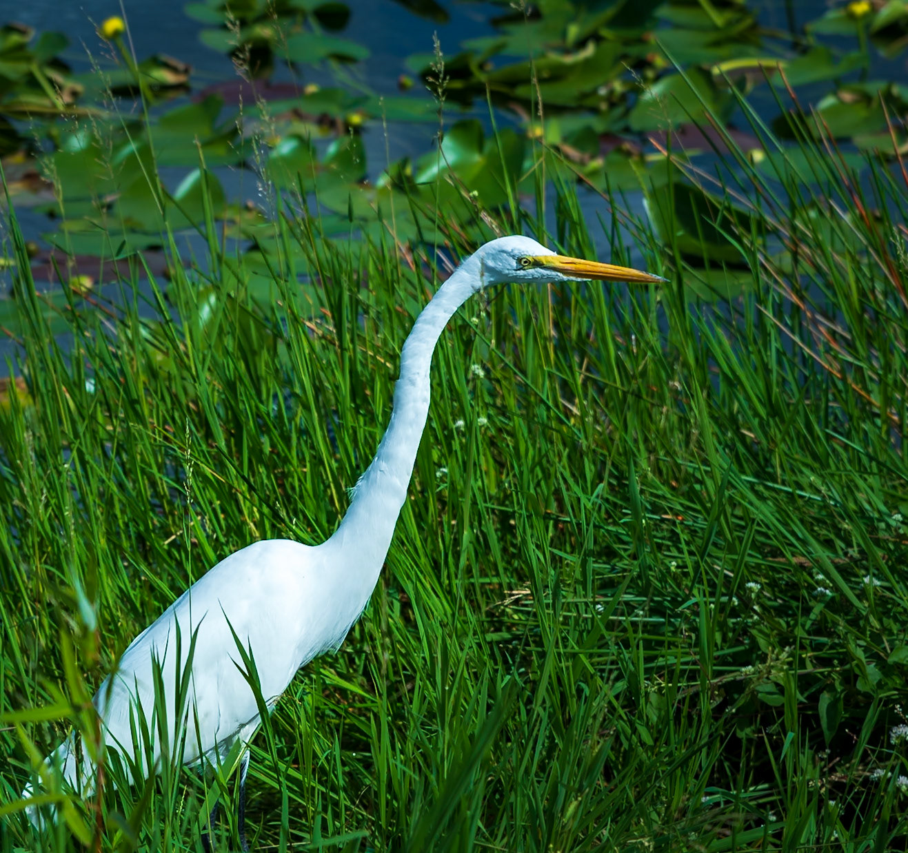 Egret in the Glades