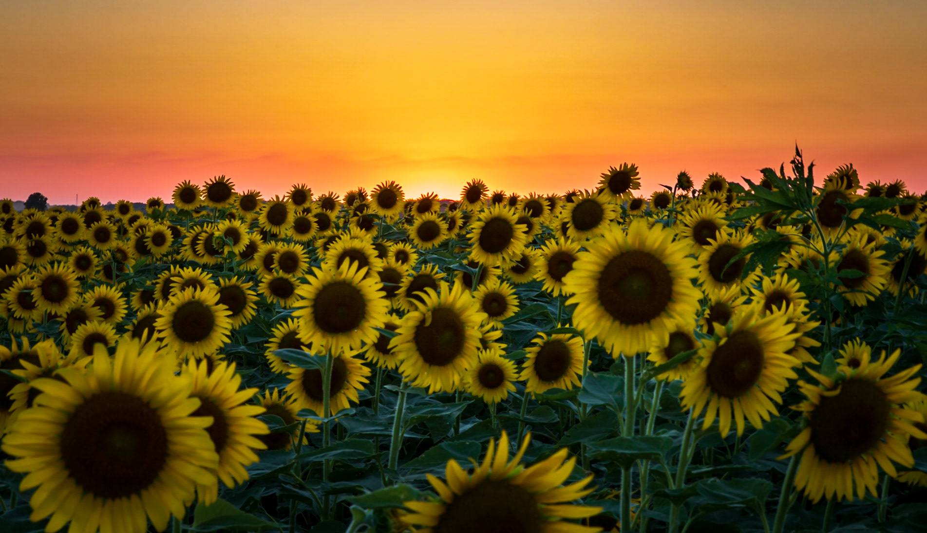 Beautiful Sunflower Sunset At the Columbia Bottom Conservation Area