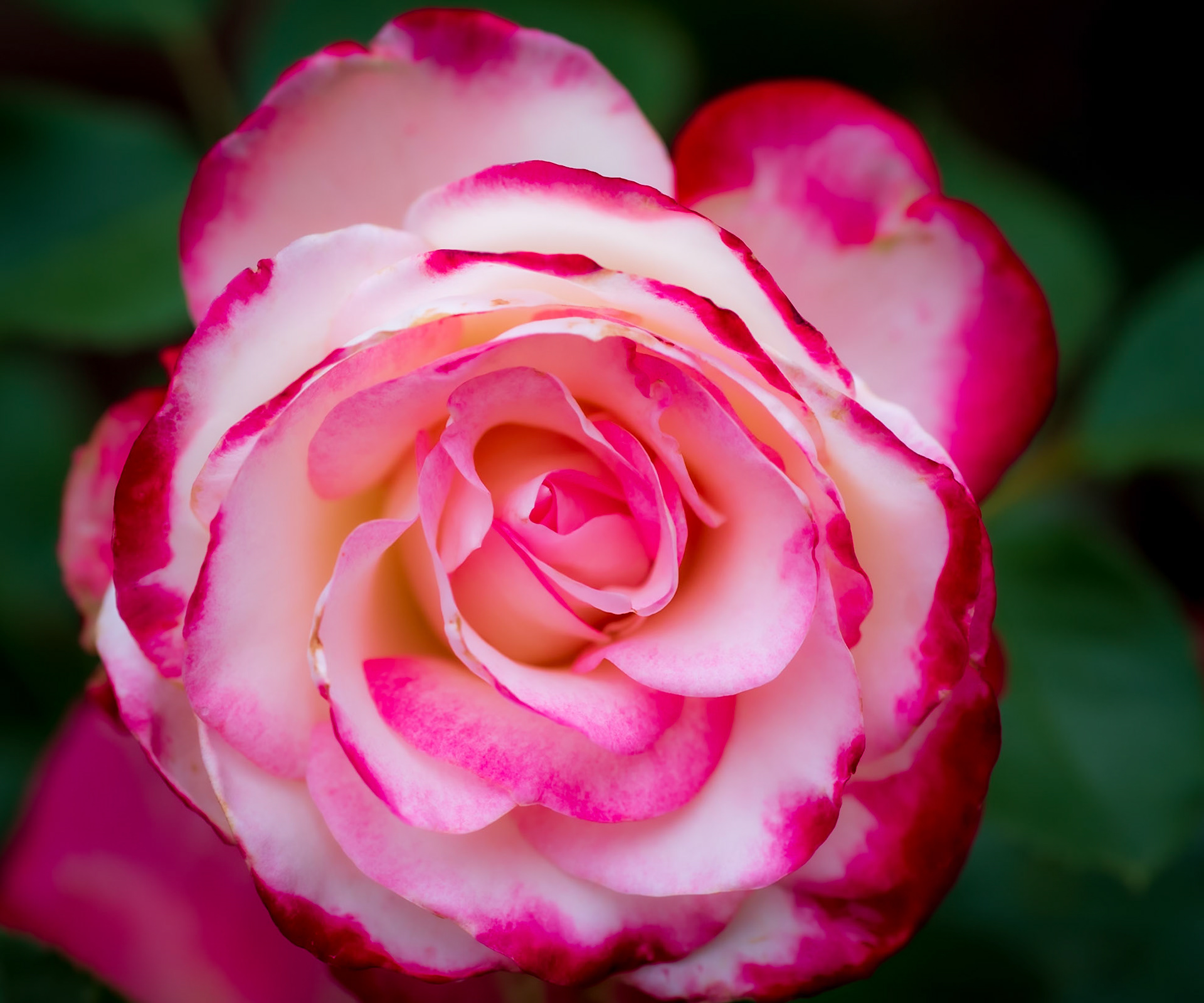 "Double Delight" Rose captured in the Tlaquepaque Art Village in Sedona Arizona