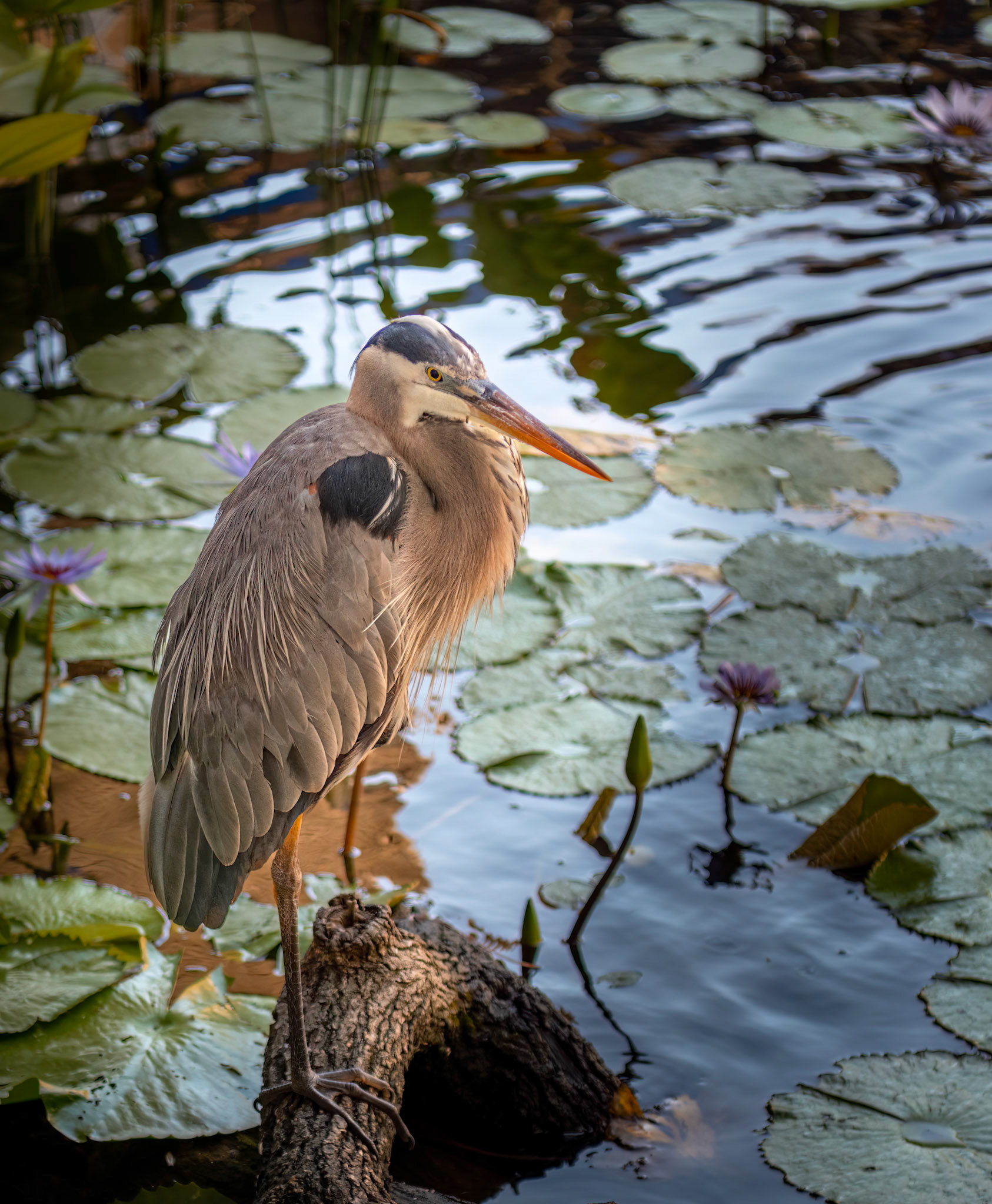 Great Blue Heron - A beautiful Heron chilling in a lily pond at the old location of the Mote Aquarium in Sarasota, Florida