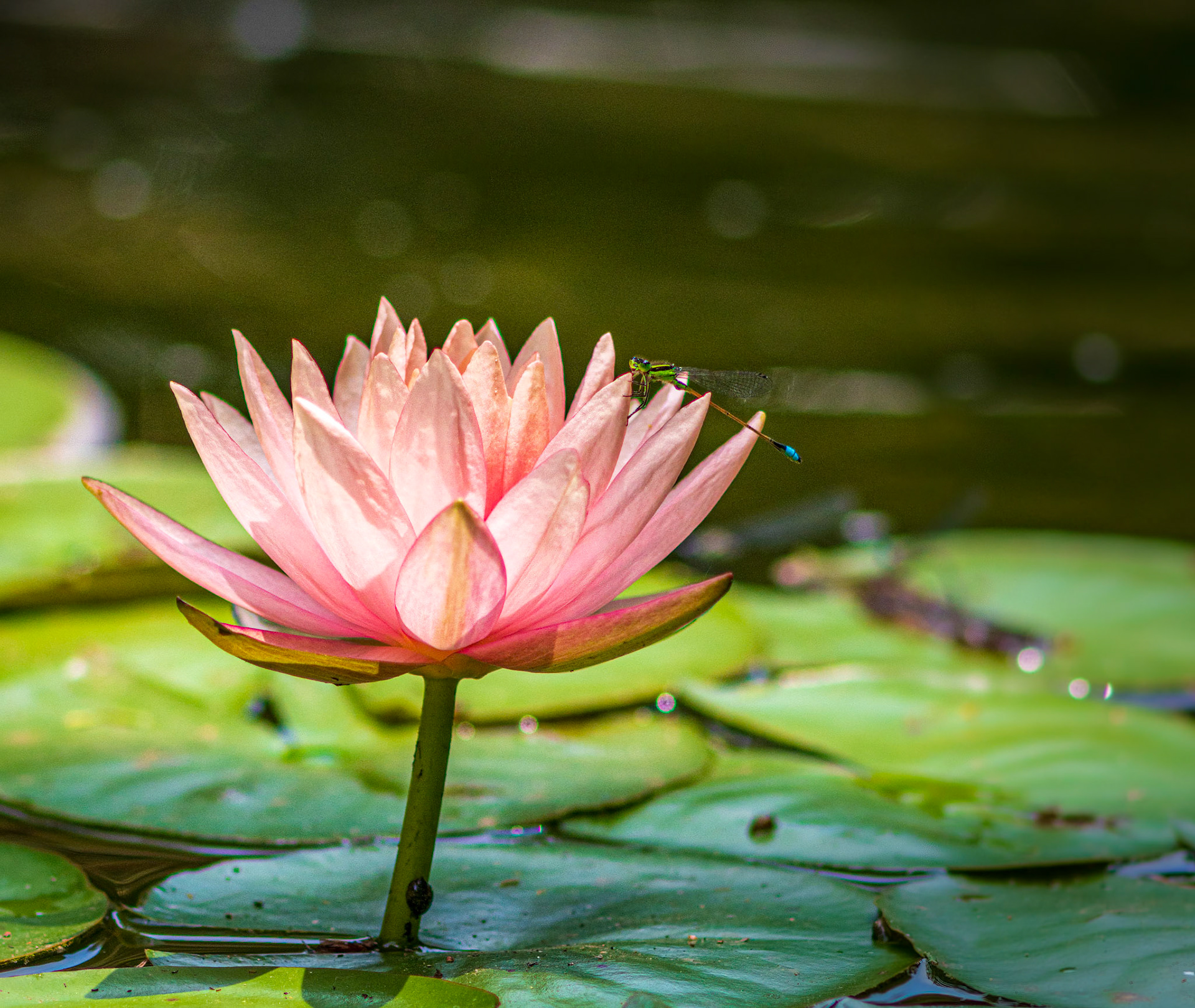 Pink Harmony - Captured at the Dallas Arboretum and Botanical Garden