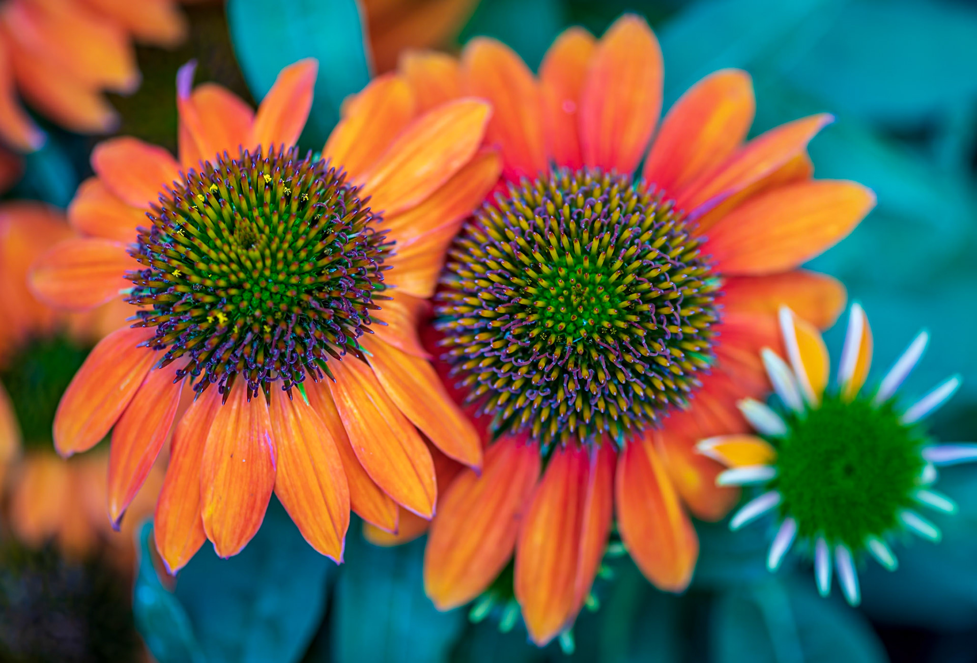 Nature In My Backyard - Beautiful Cone Flowers from my wife's garden