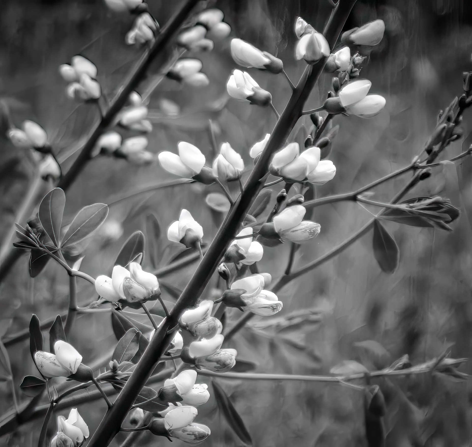 Natures's Budding Beauty in B&amp;W - Captured at the Shaw Nature Reserve
