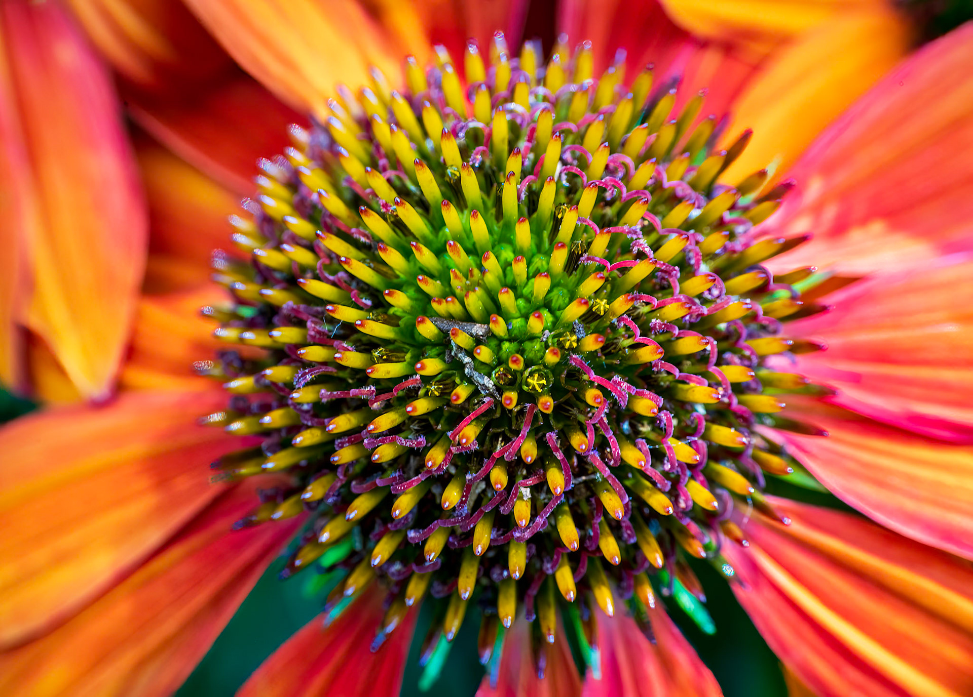 Coneflower Up Close &amp; Personal
