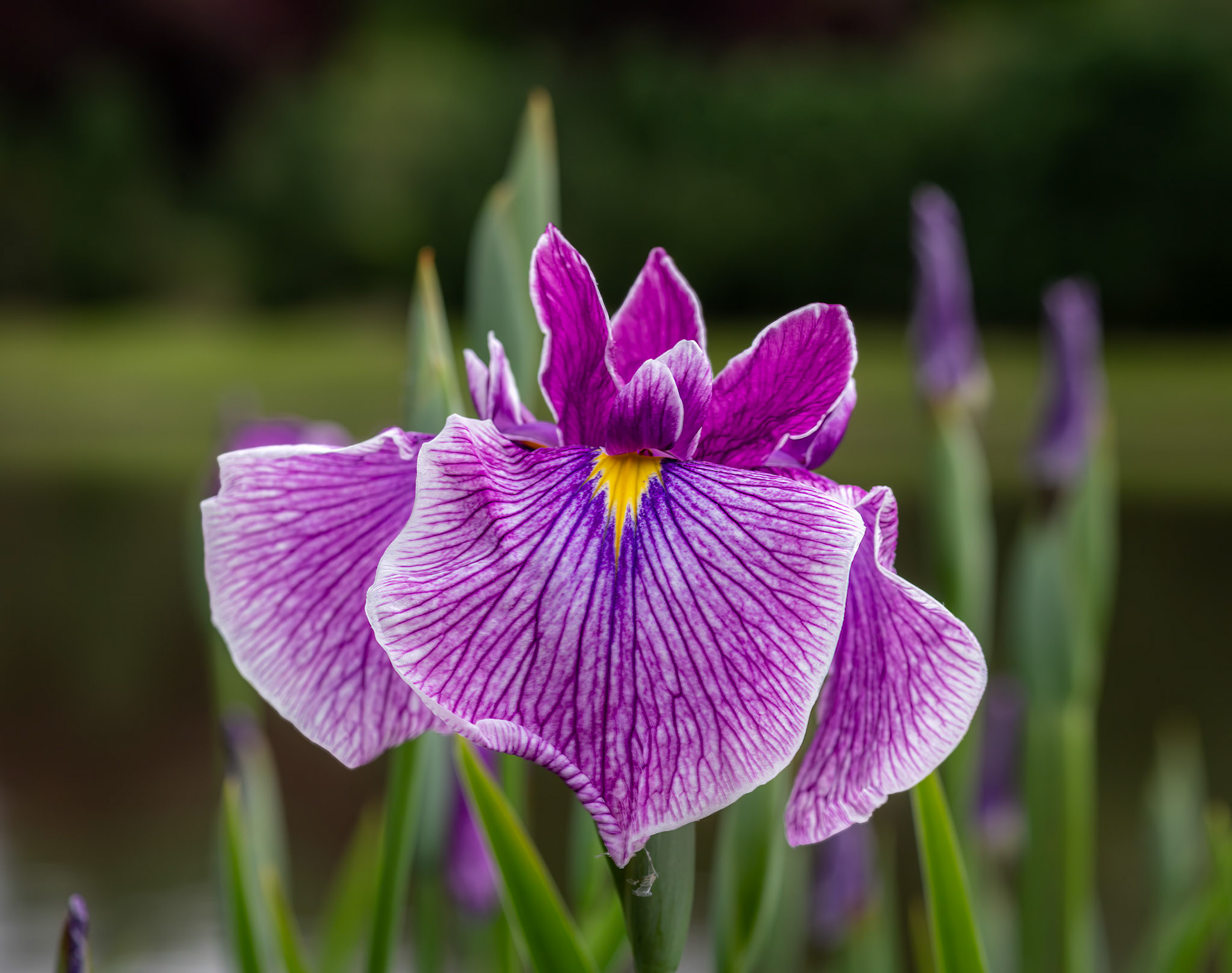 Visions of Spring - apanese Water Iris captured in the Japanese Garden at the Missouri Botanical Garden