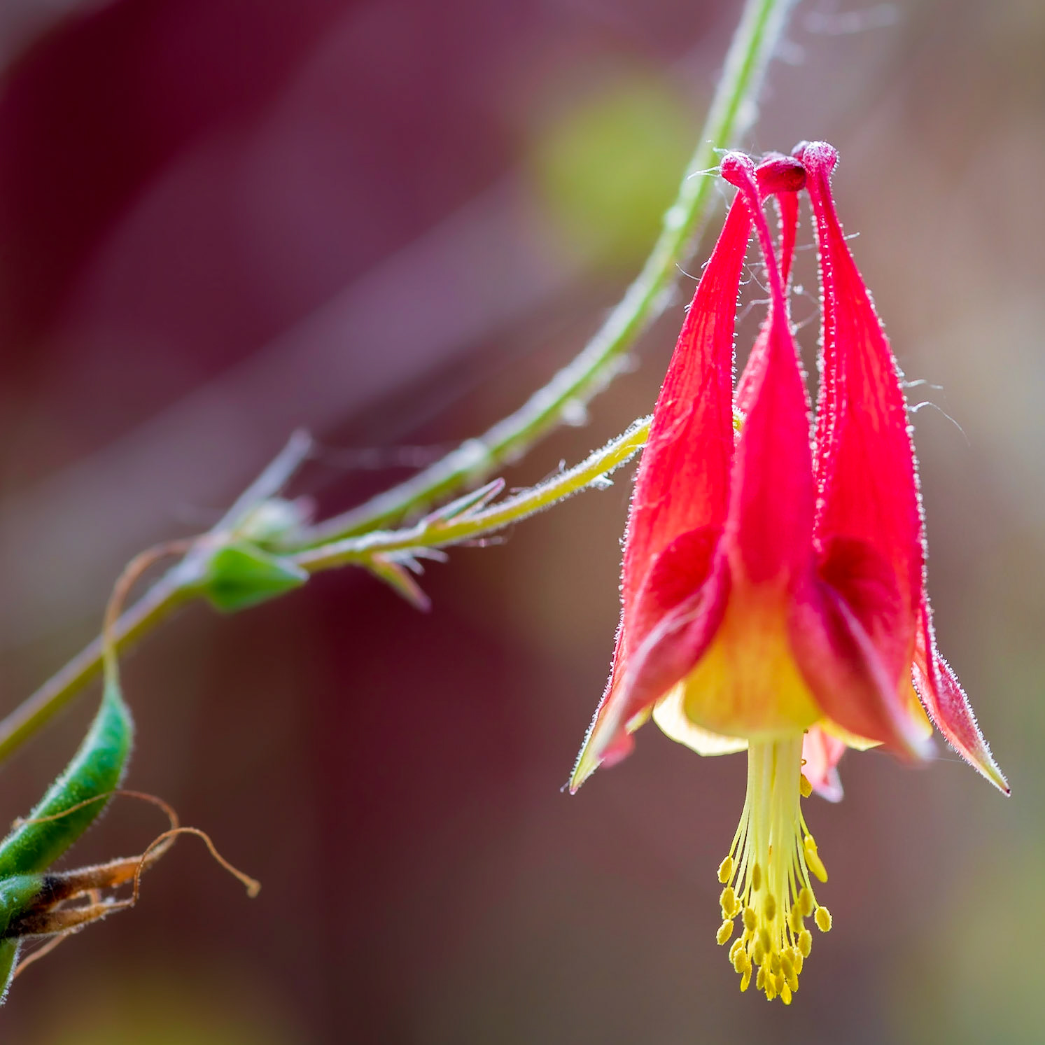 Aquilegia canadensis (Red Columbine) - Captured at the Mt. Pleasant Winery in Augusta MO