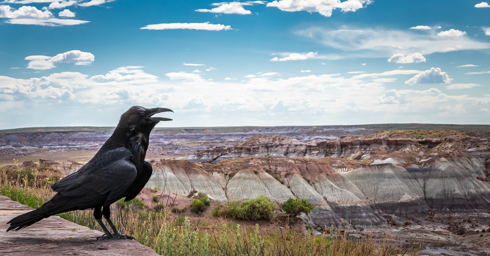 The Raven Spirit Animal Surveys His Domain - Petrified Forest National Park