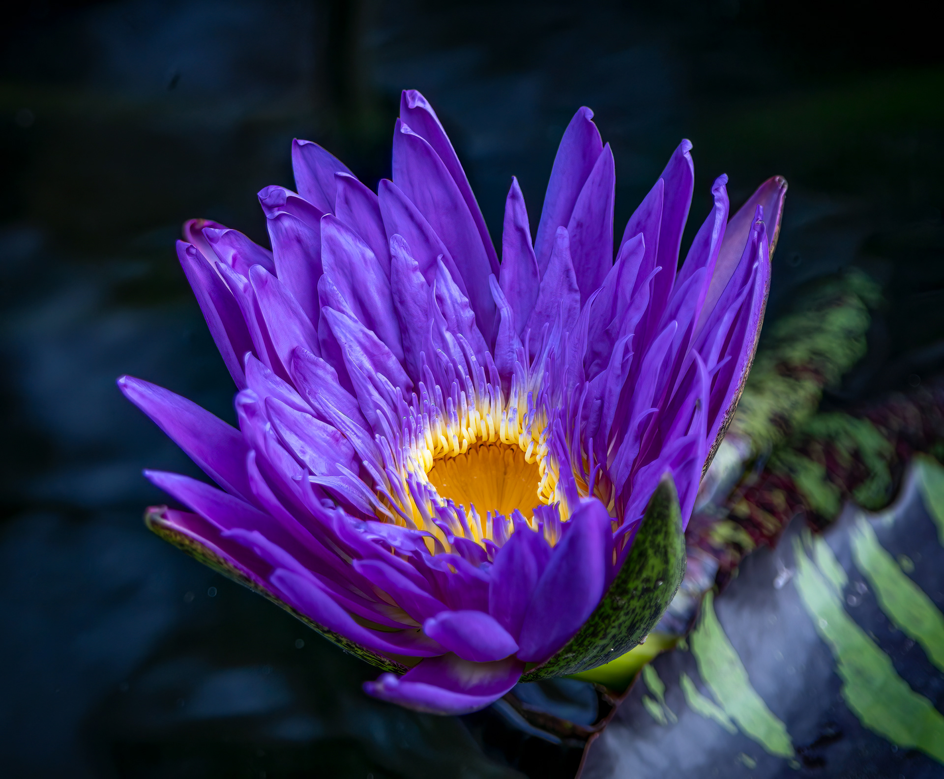 Egyptian Blue Water Lily