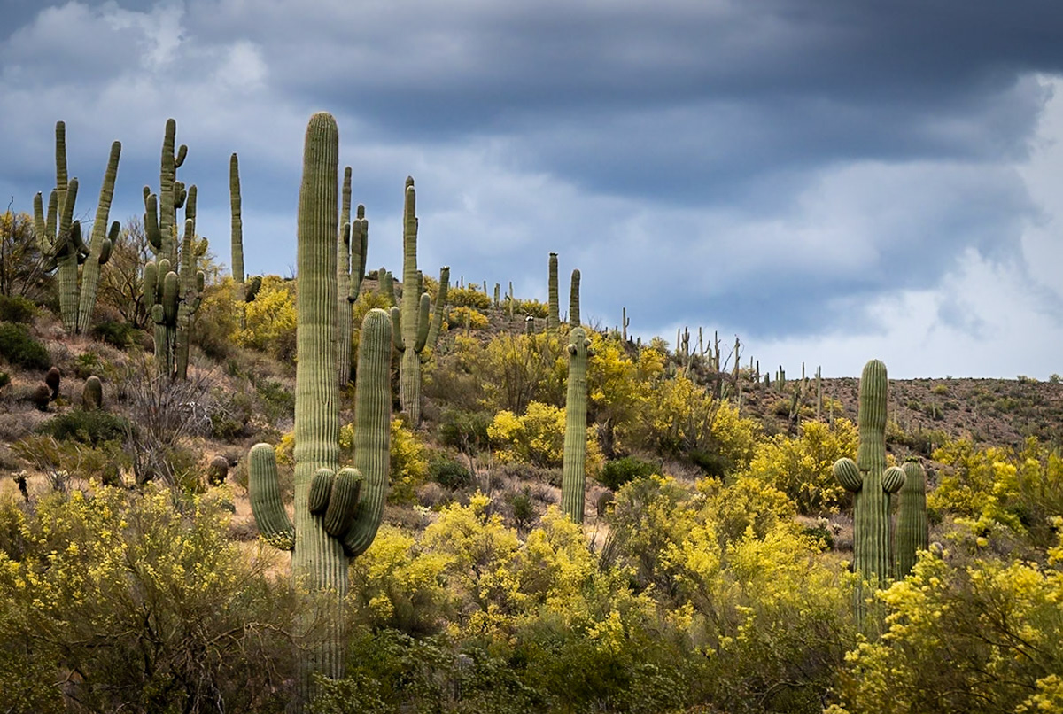 Nature's Beauty In The Desert - Captured this beautiful Arizona desert landscape while on the way from Phoenix to Sedona