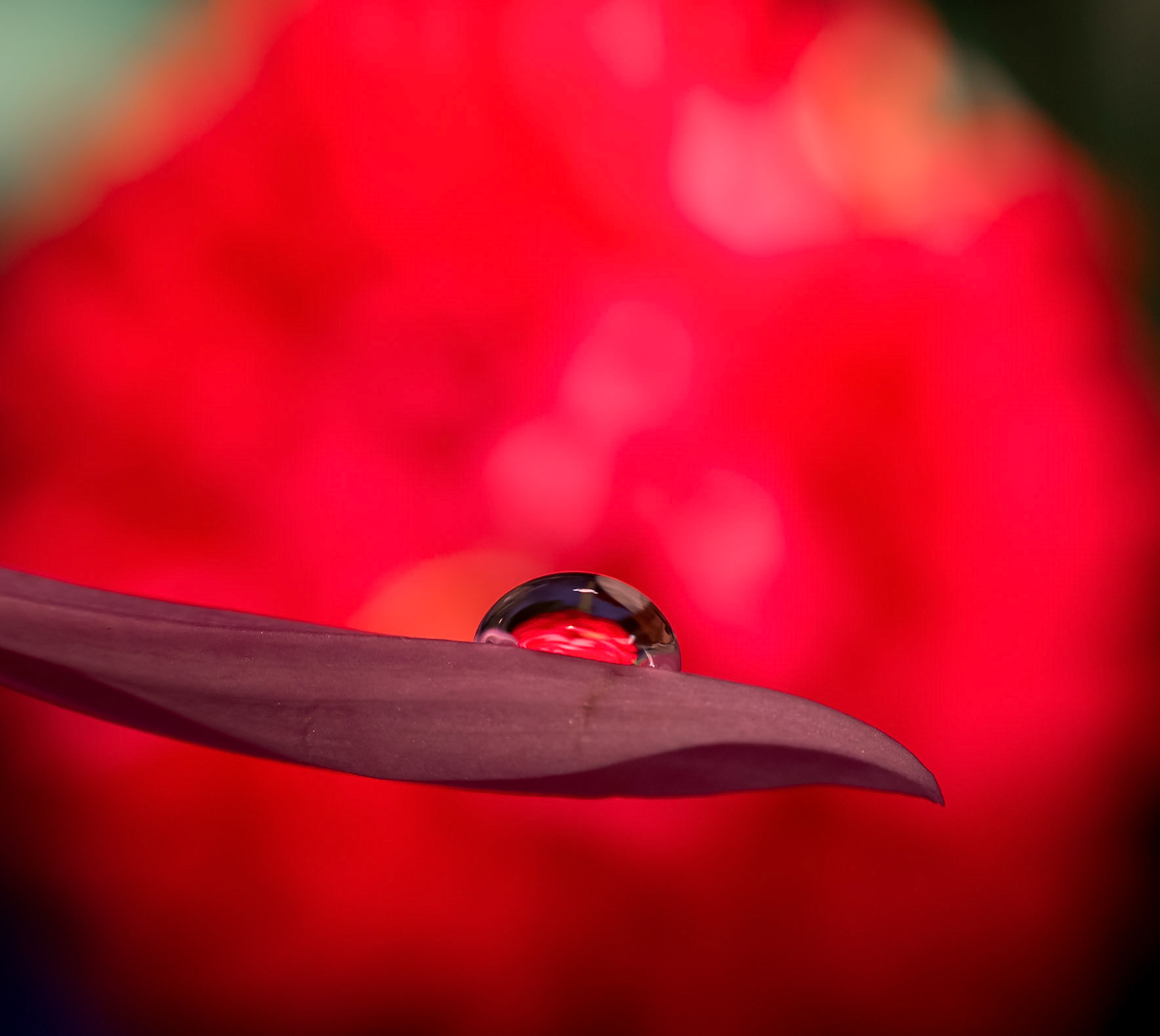 Water Drop Flower Refraction