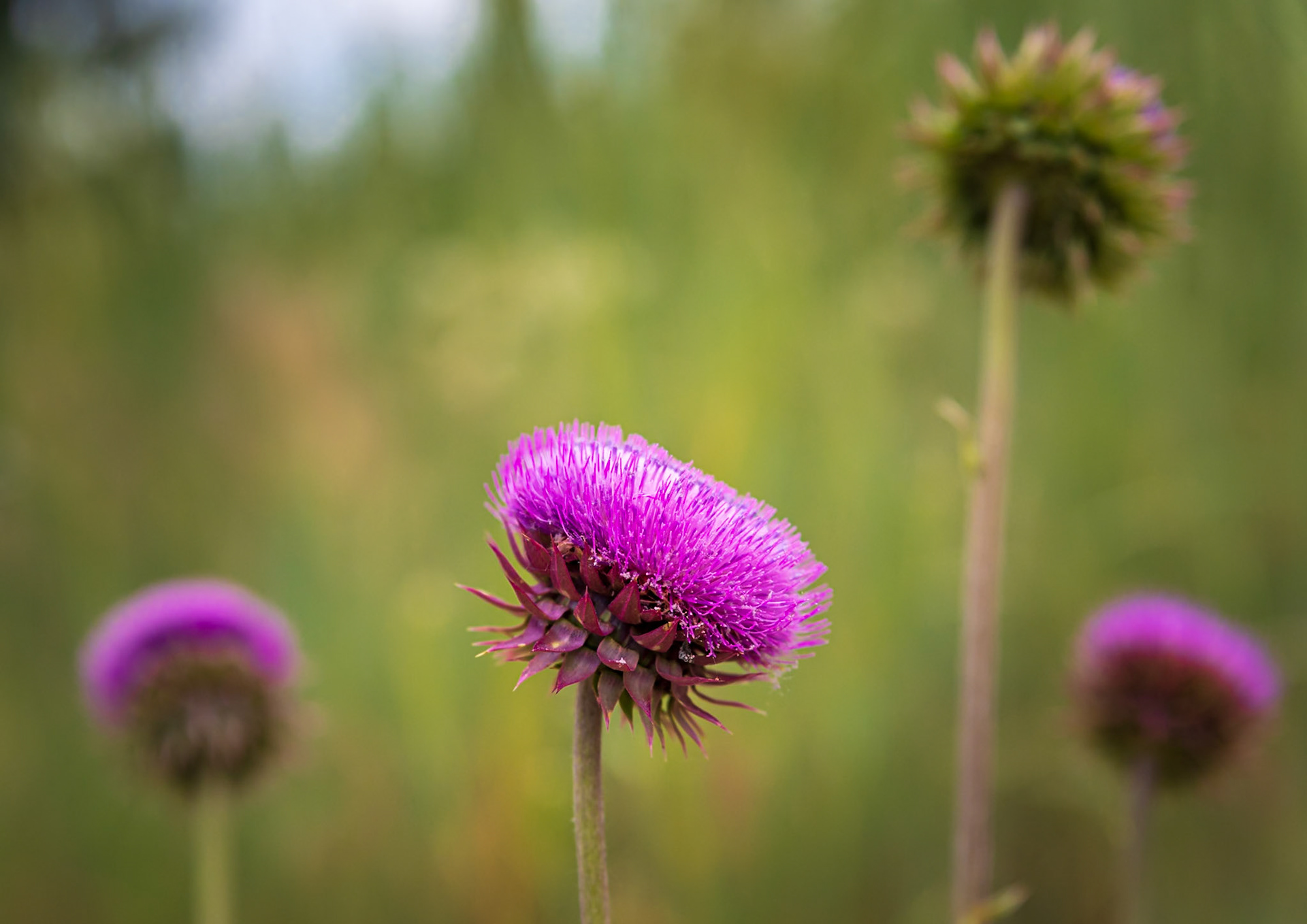 Wild Musk Thistle Flowers - Captured in Longmont Colorado