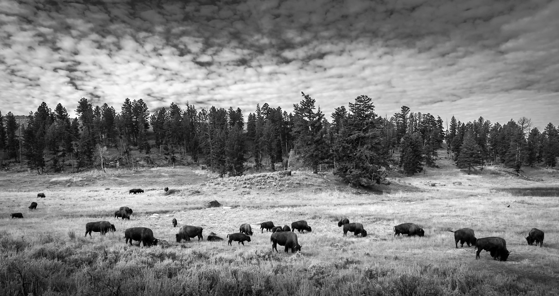 Bison Roaming Lamar Valley - Yellowstone National Park