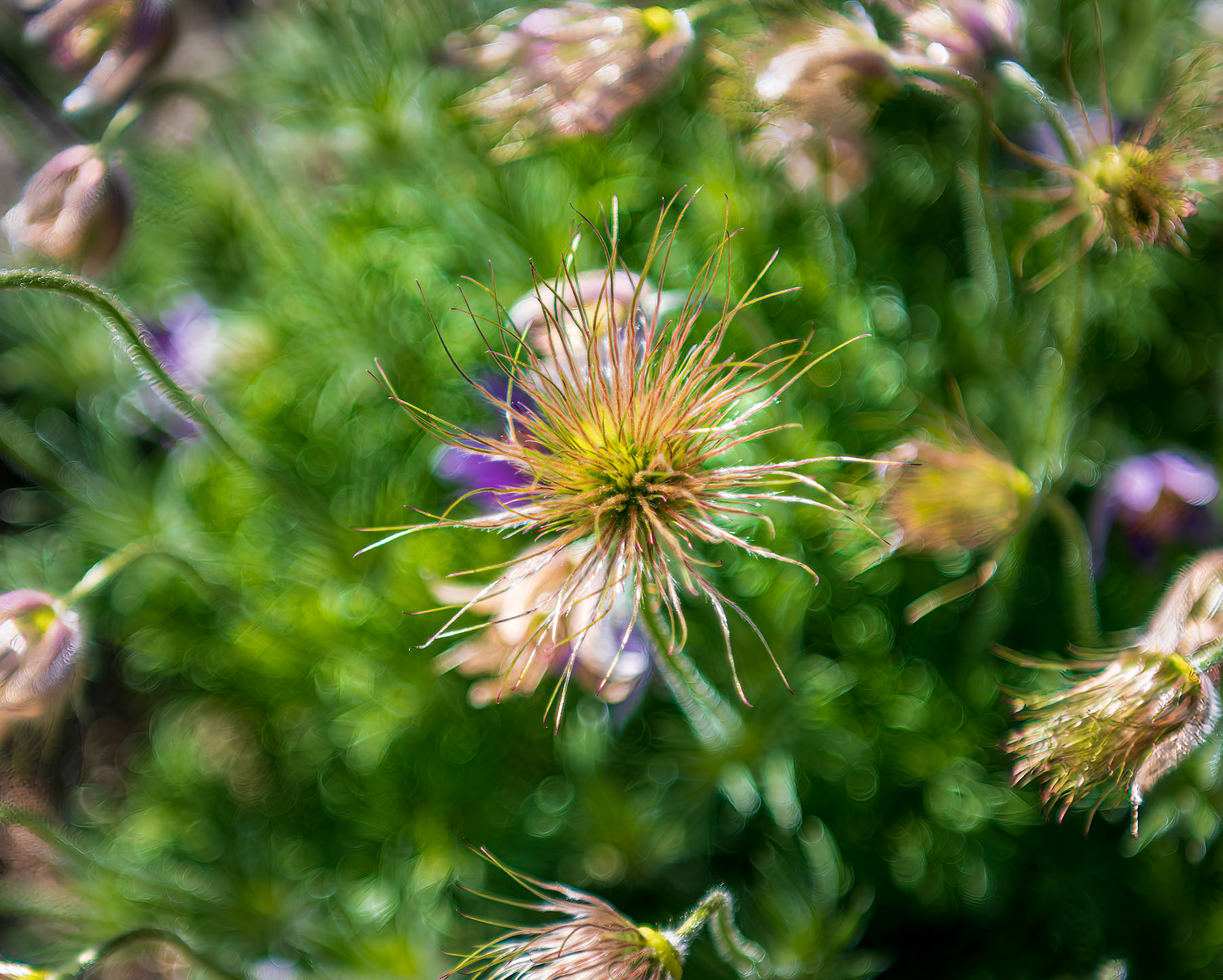 Unique Silky Styles of the Meadow Anemone