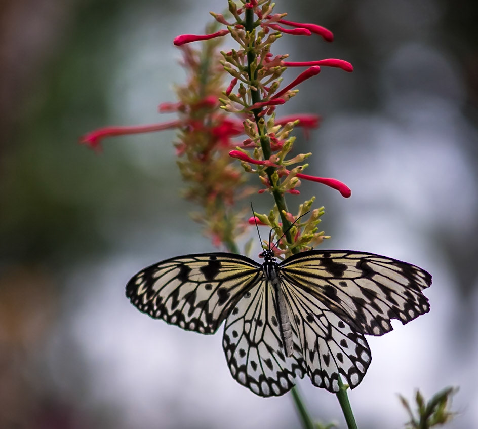 Paper Kite Butterfly - Sophia M Sachs Butterfly House