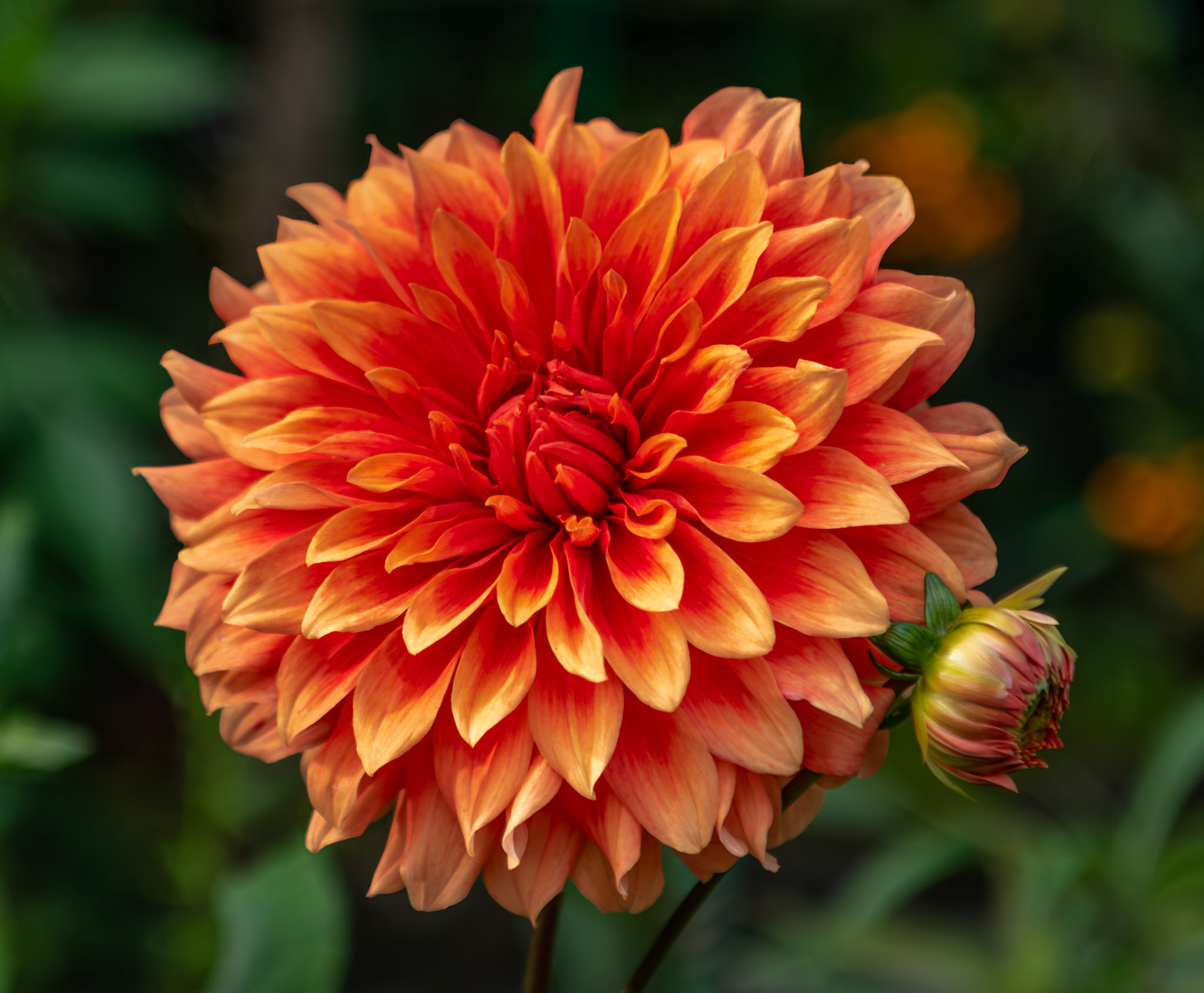 Beautiful Dahlia captured at Monet's Gardens in Giverny, France