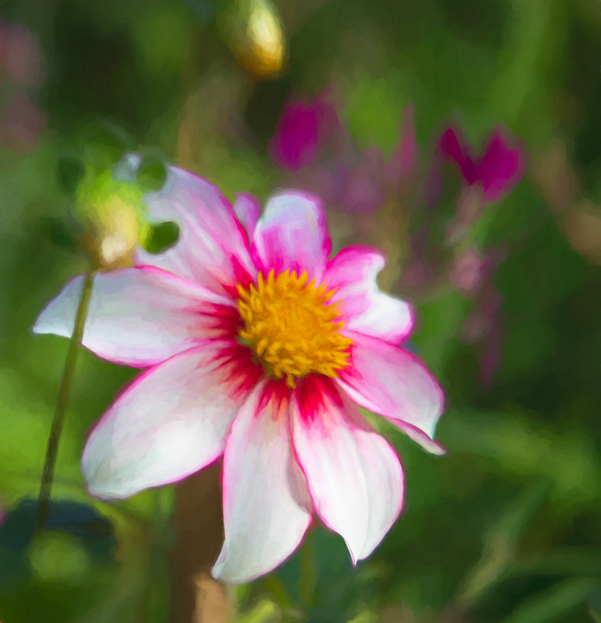 Giverny Splendor - beautiful Dahlia was captured at Claude Monet's garden in Giverny with a painterly rendering