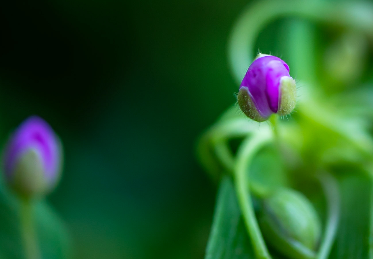 Wildflower taken at the Whitmire Wildflower Garden in the Shaw Nature Reserve