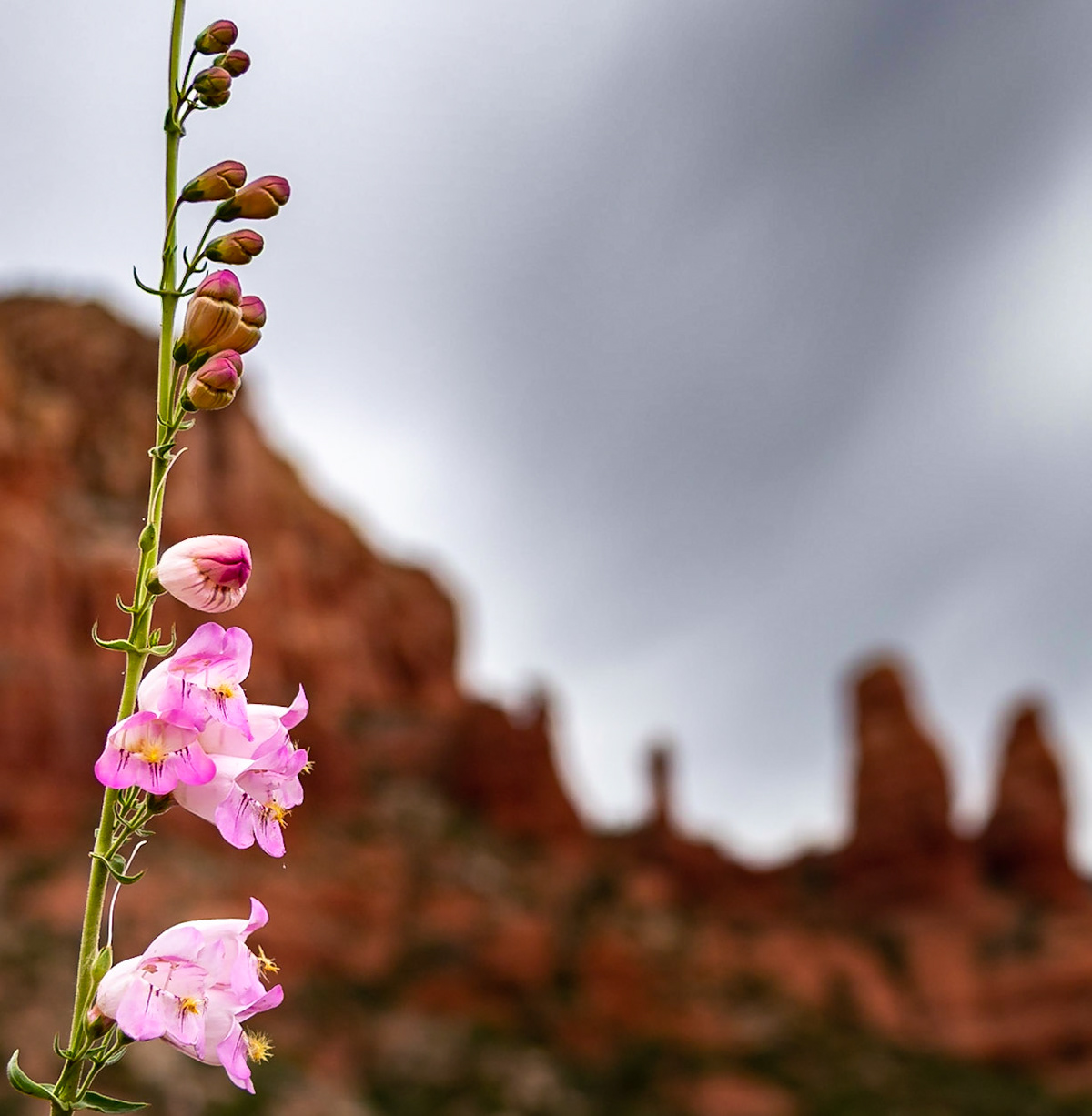 Hollyhock &amp; Arizona Landscape Vista From Sedona Arizona