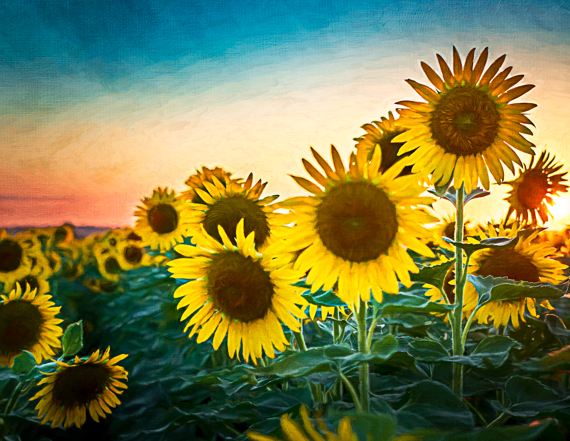 Dreaming - Sunflower captured at the Columbia Bottom Conservation Area with an artistic rendering with Photoshop, Topaz Labs and a texture