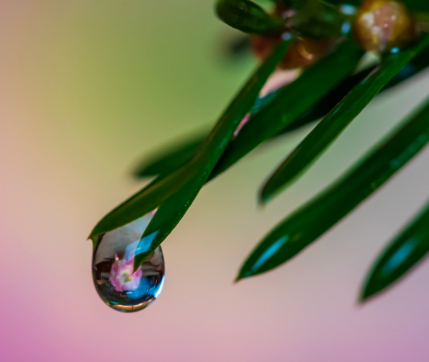 Water Drop Flower Refraction