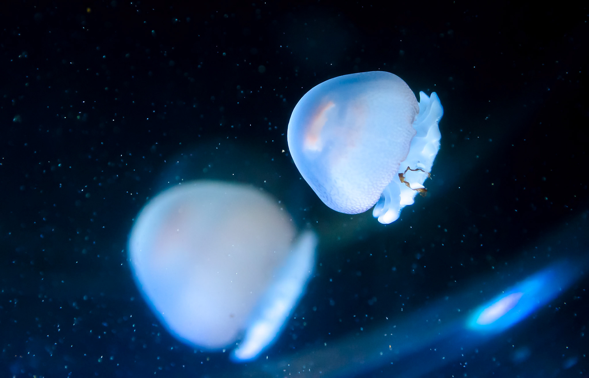 Jelly Fish in Space - Mote Aquarium