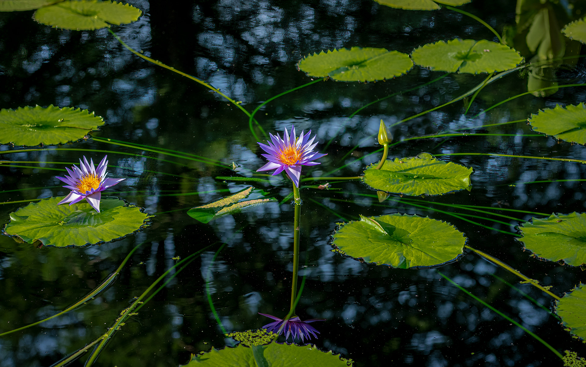 Network of Nature