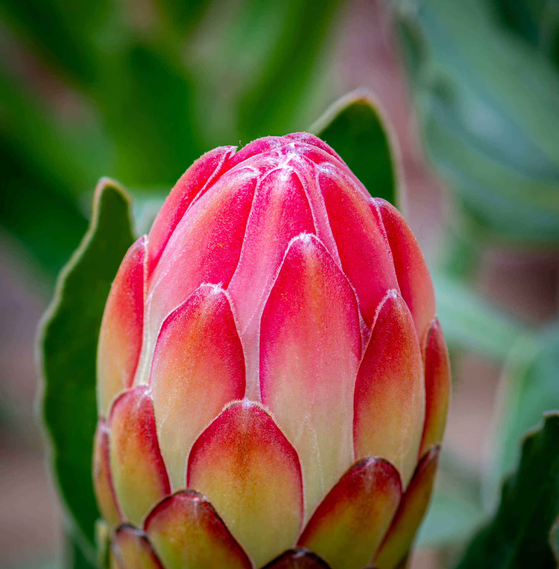 Budding King Protea