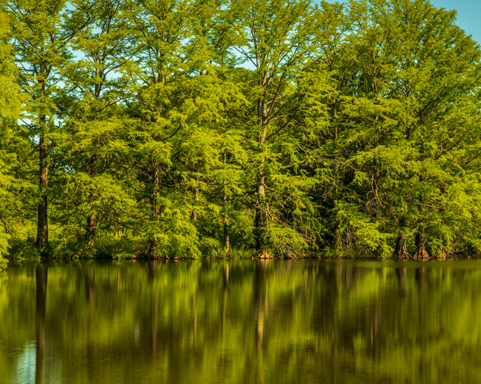 Cyprus Reflection - Cyprus Lake at the Shaw Nature Reserve