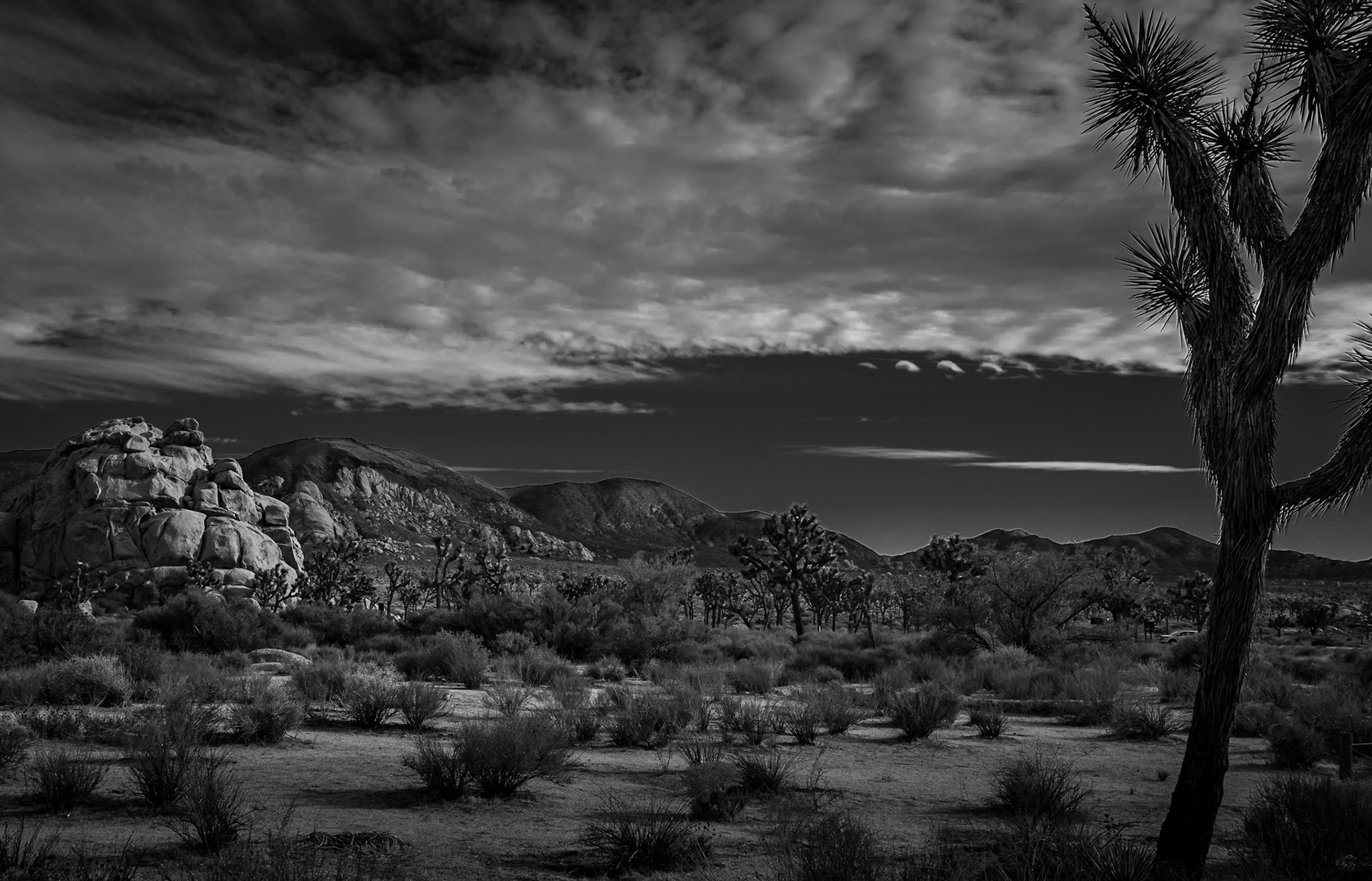 Joshua Tree B&amp;W Landscape