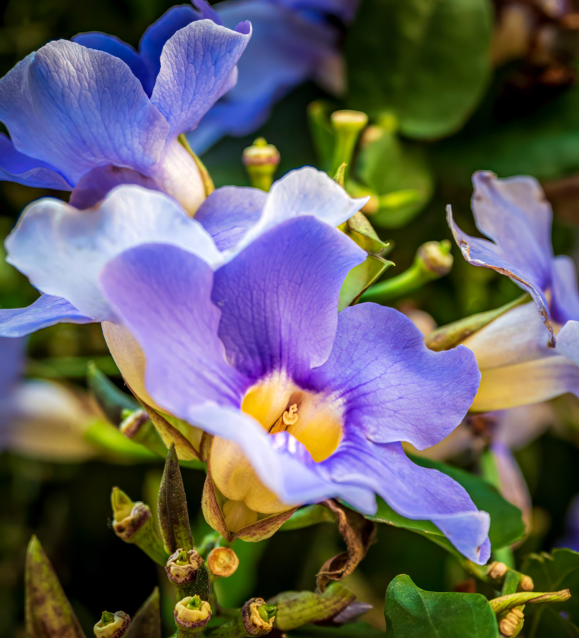 Radiant Hues - Blue Trumpet Vine, aka Laurel Clockvine, captured on Capri, in the Gulf of Naples, Italy.