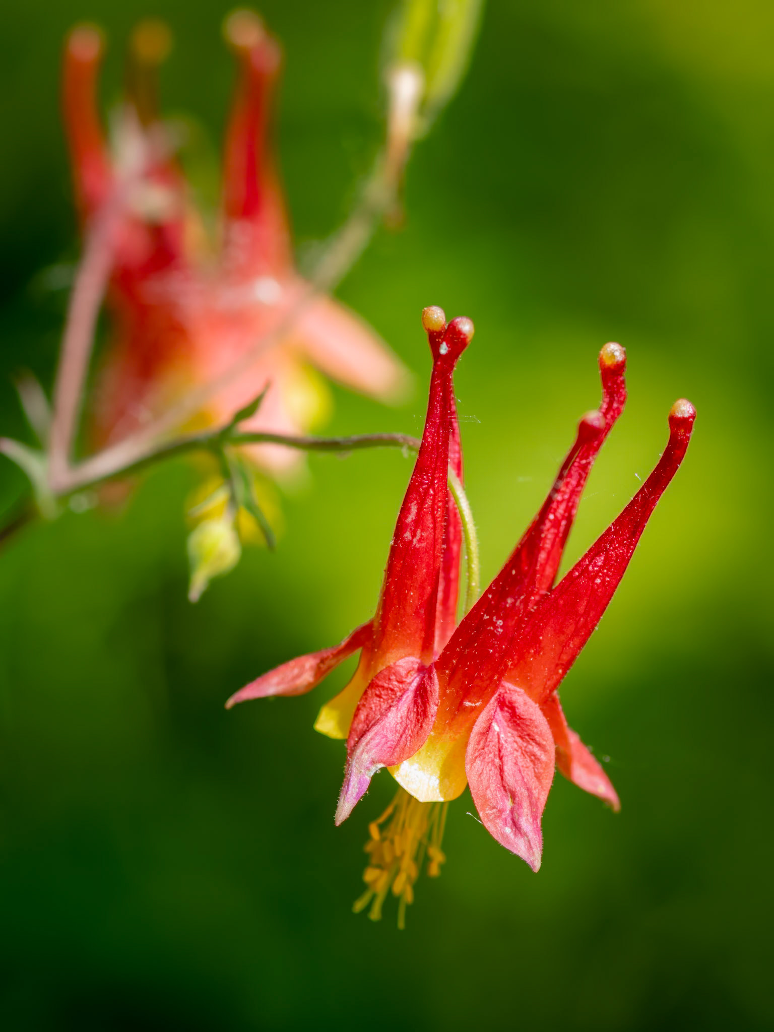 Wild Columbine - Captured at the Shaw Nature Reserve