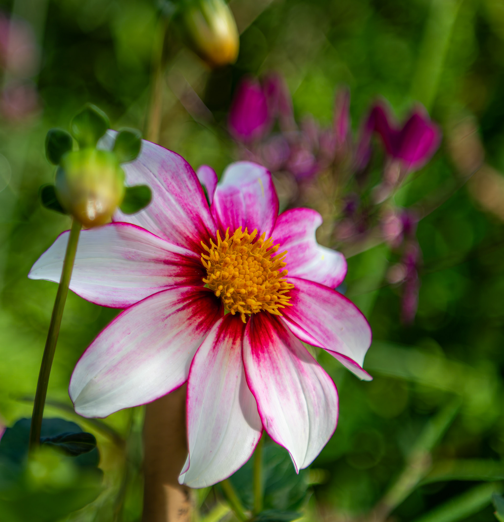 Giverny Splendor - Beautiful Dahlia captured in Claude Monet's Garden in Giverny