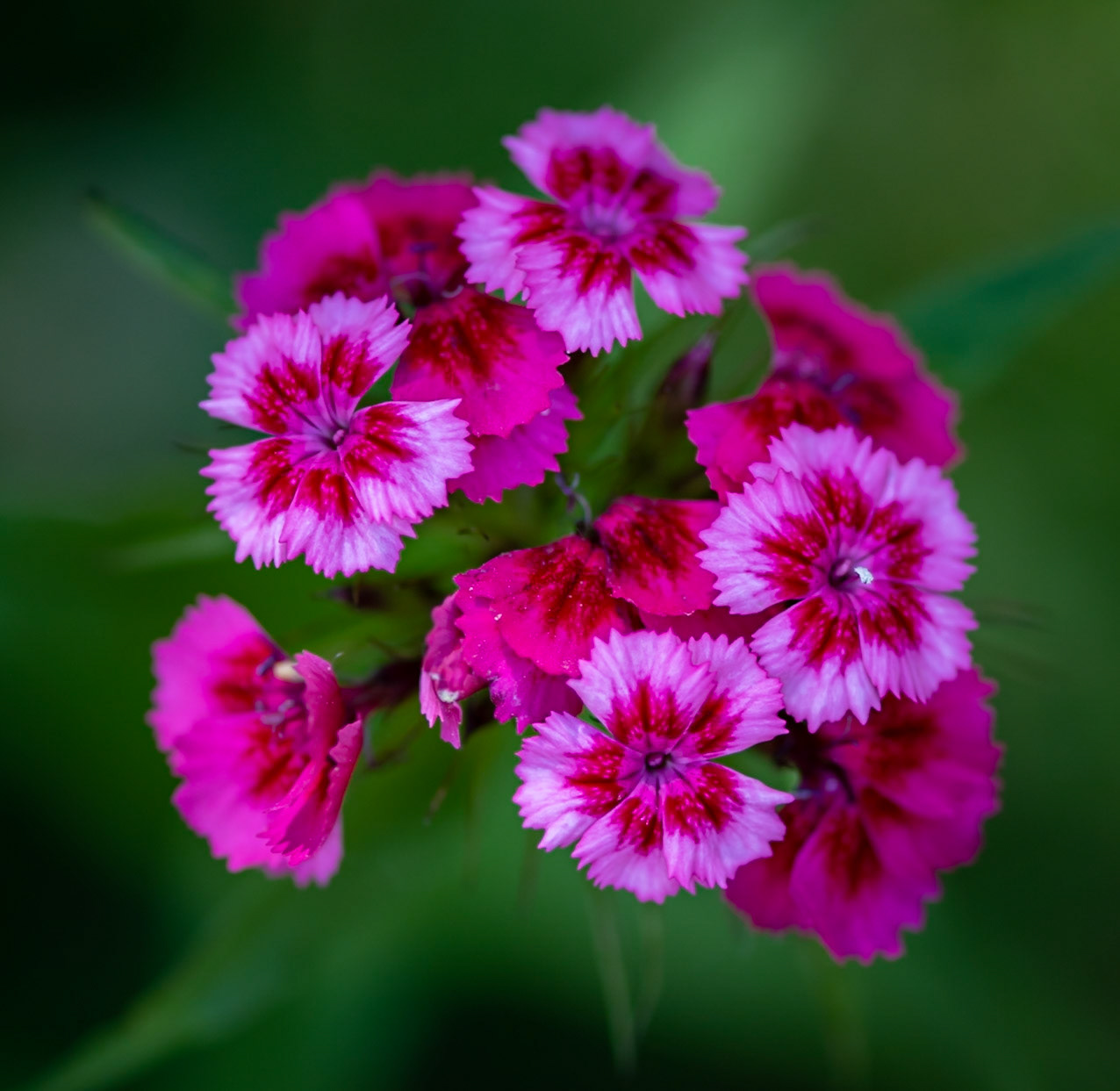 Wild Dianthus Flower Macro - Rocky Mountain National Park