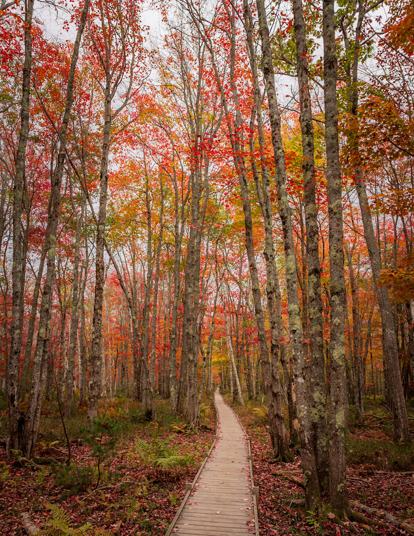 Beautiful Fall Colors on Jesup Path