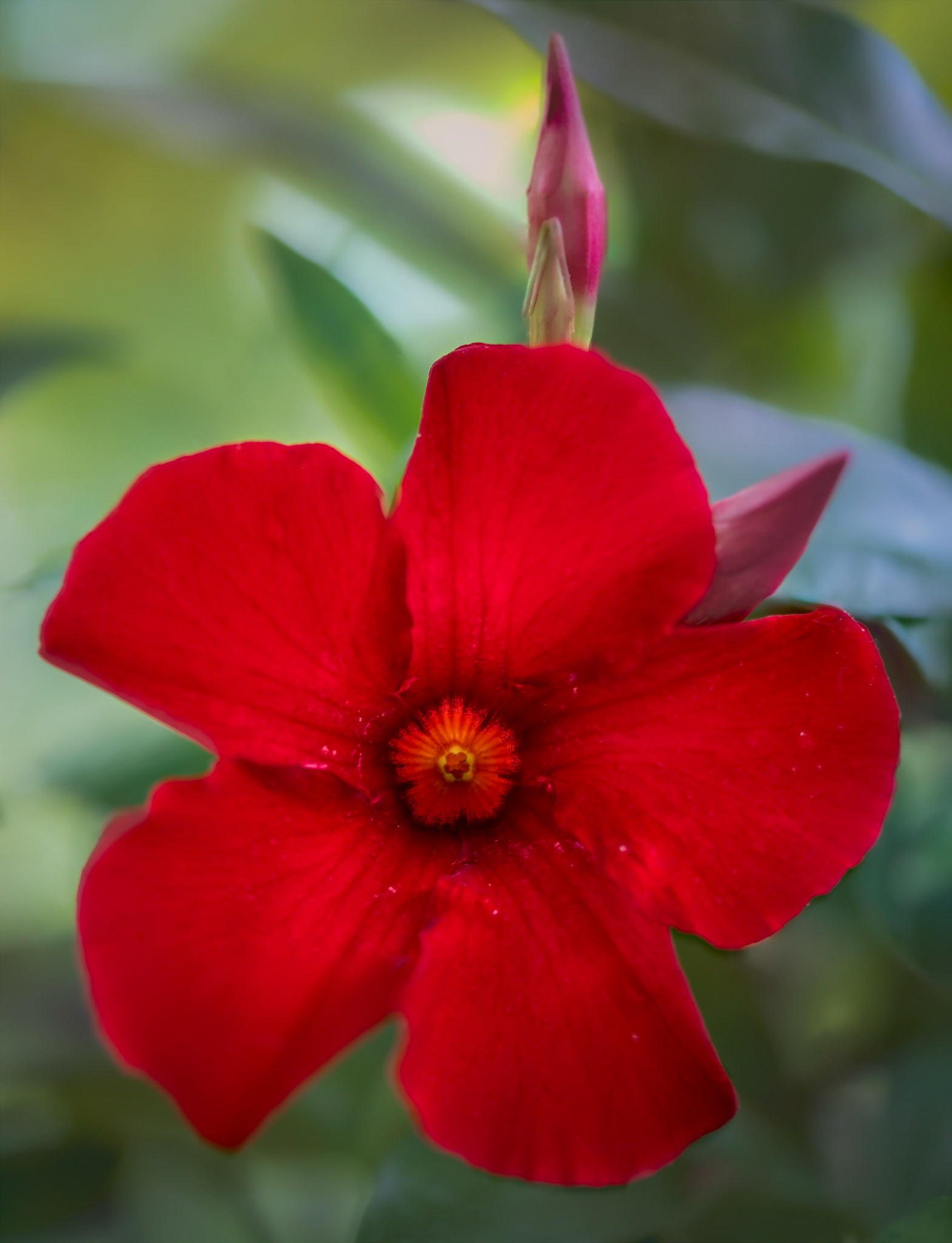 Nature in Our Backyard - Mandevilla from my wife's Garden